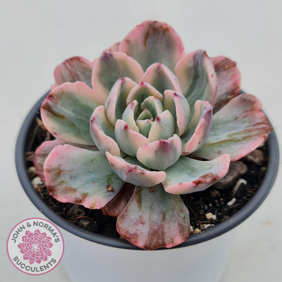 Echeveria Holwayi Variegated Monstrose form