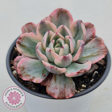 Load image into Gallery viewer, Echeveria Holwayi Variegated - John &amp; Norma&#39;s Succulents
