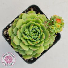 Load image into Gallery viewer, Echeveria Dondo - John &amp; Norma&#39;s Succulents
