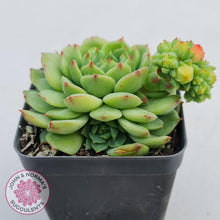 Load image into Gallery viewer, Echeveria Dondo - John &amp; Norma&#39;s Succulents
