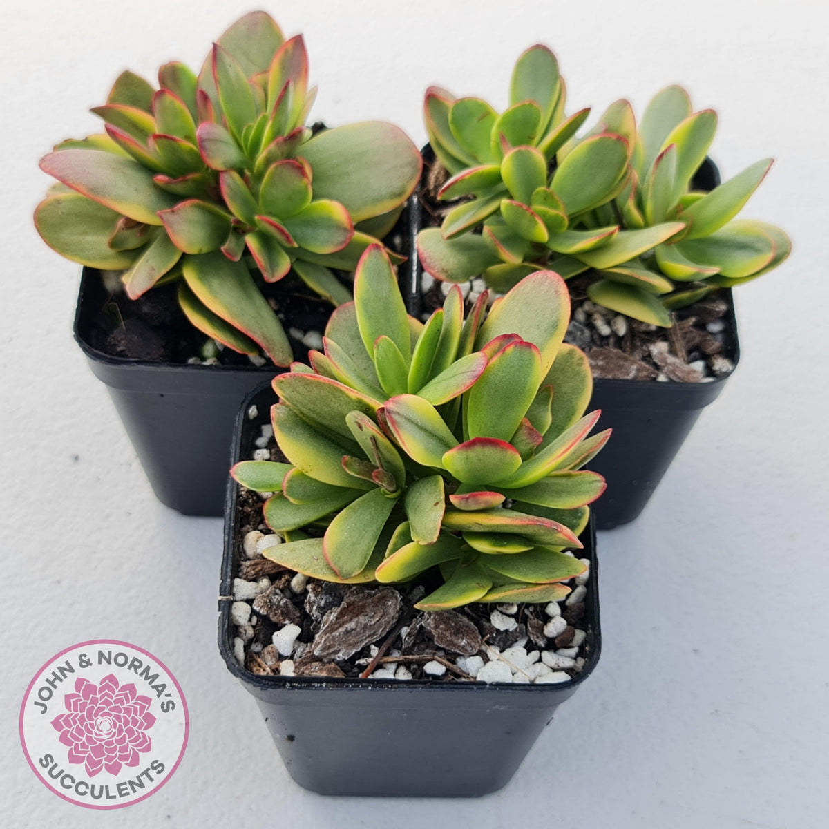 Crassula Platyphylla Variagata