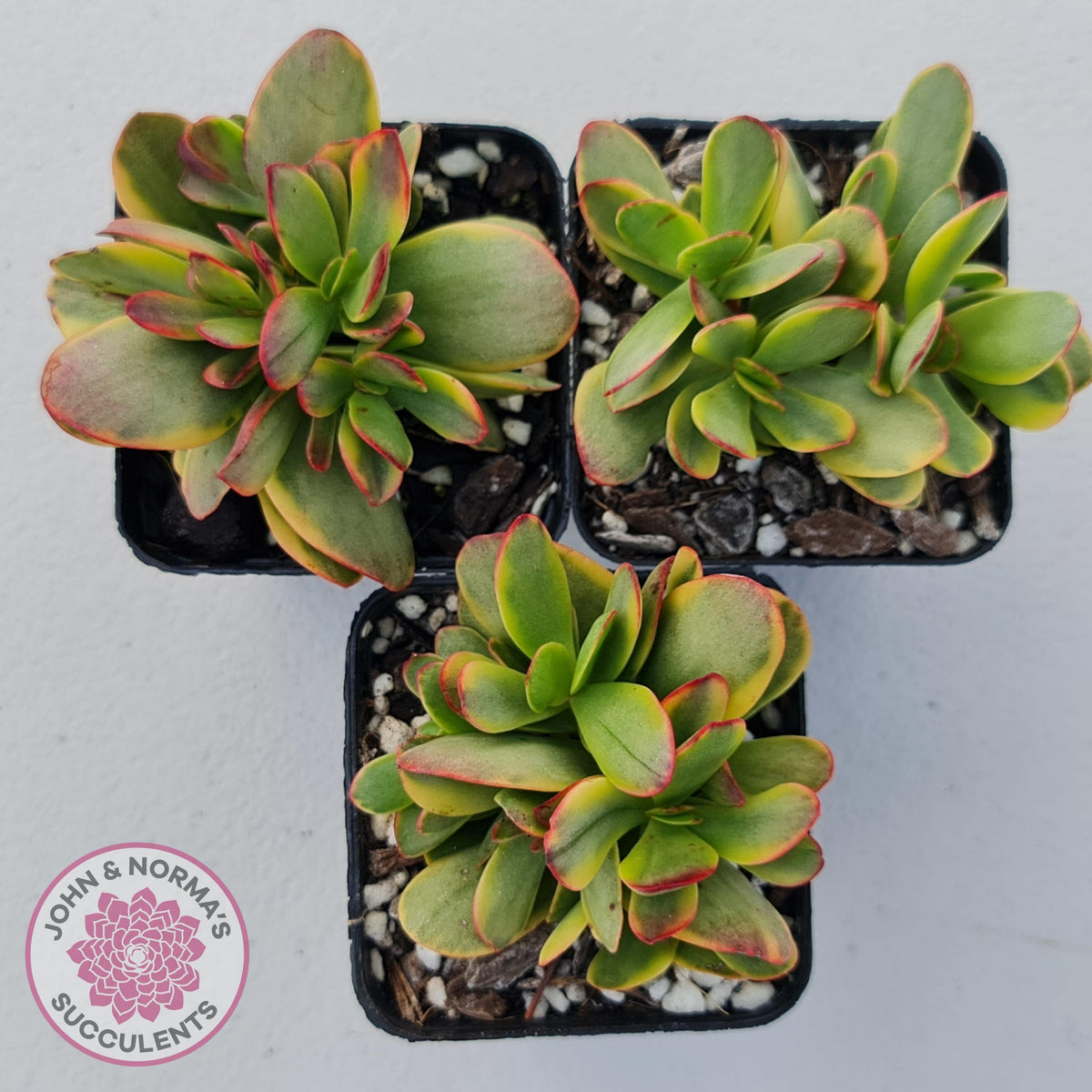 Crassula Platyphylla Variagata