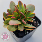 Crassula Platyphylla Variagata