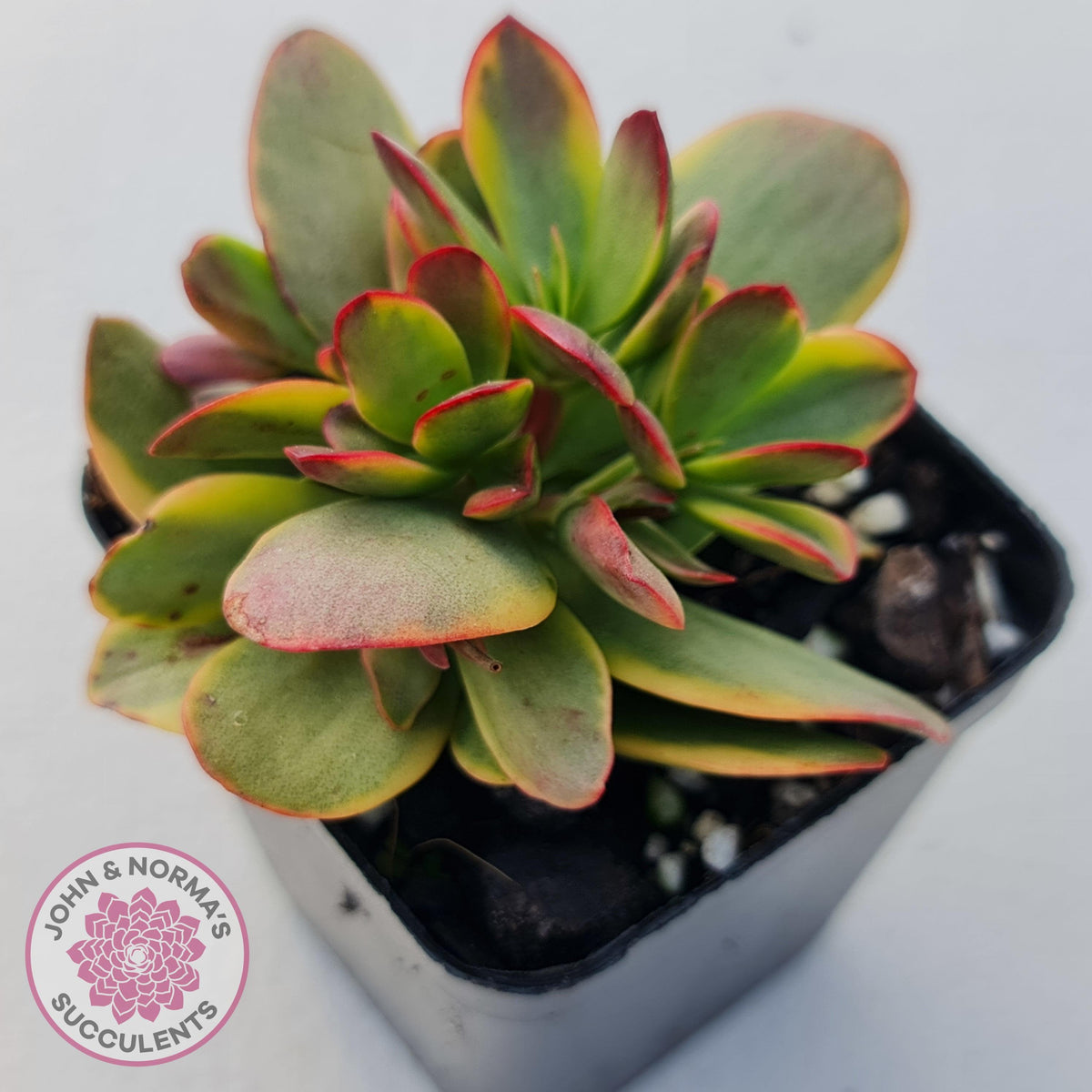Crassula Platyphylla Variagata
