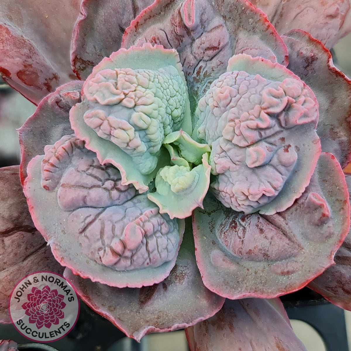 Echeveria Etna