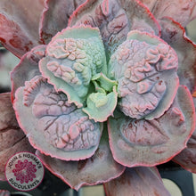 Load image into Gallery viewer, Echeveria Etna - John &amp; Norma&#39;s Succulents
