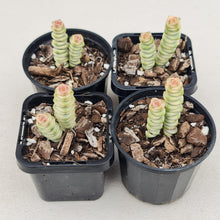 Load image into Gallery viewer, Crassula Fantasy - John &amp; Norma&#39;s Succulents
