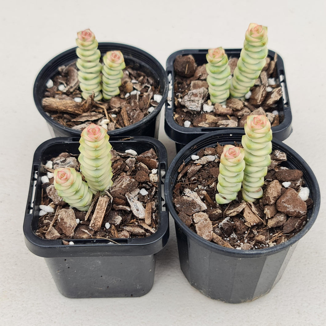 Crassula Fantasy - John & Norma's Succulents