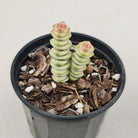 Crassula Fantasy