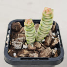 Crassula Fantasy
