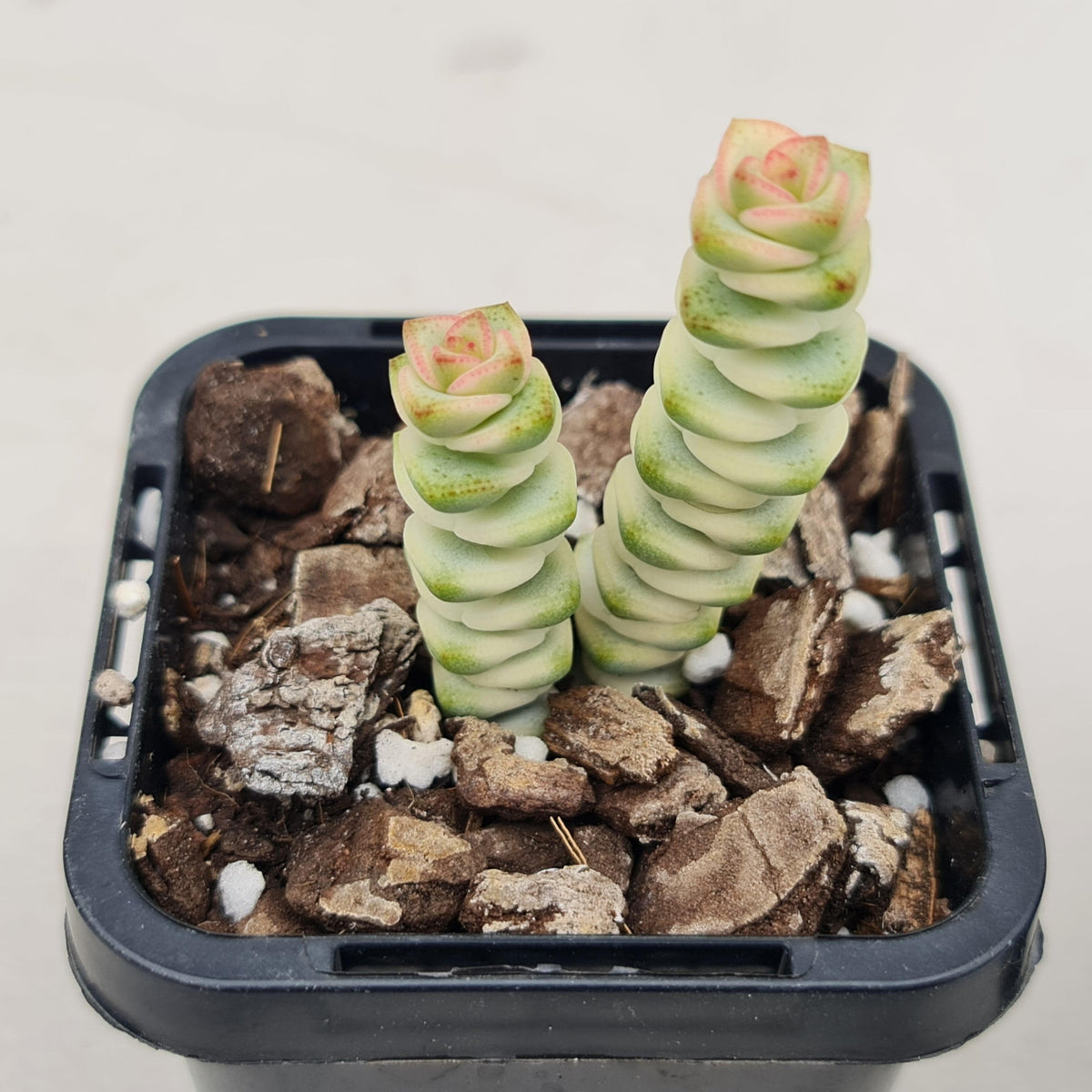 Crassula Fantasy