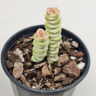 Crassula Fantasy