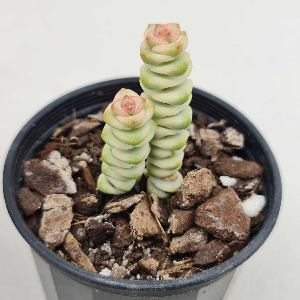 Crassula Fantasy