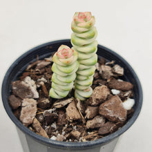 Load image into Gallery viewer, Crassula Fantasy - John &amp; Norma&#39;s Succulents
