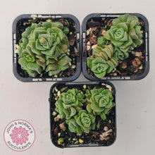 Load image into Gallery viewer, Crassula Dorothy - John &amp; Norma&#39;s Succulents
