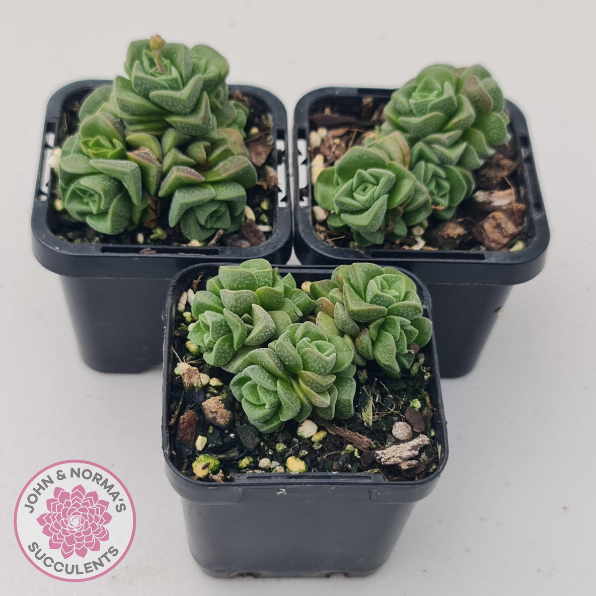 Crassula Dorothy