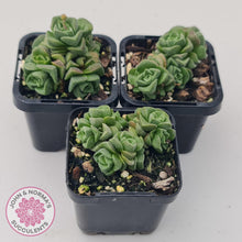 Load image into Gallery viewer, Crassula Dorothy - John &amp; Norma&#39;s Succulents
