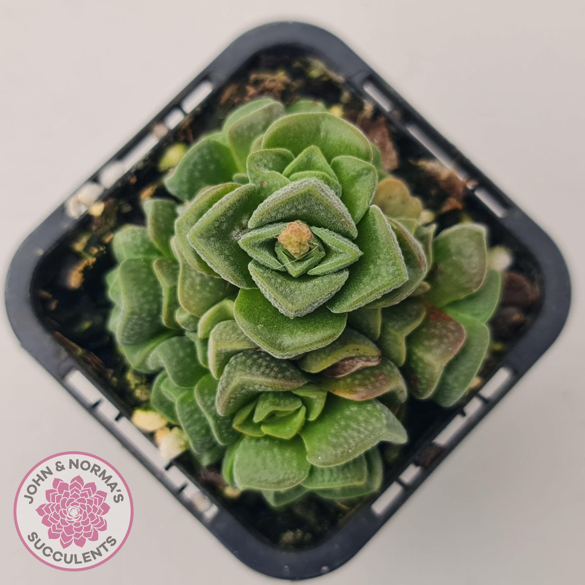 Crassula Dorothy