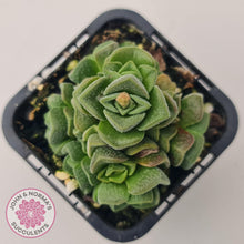 Load image into Gallery viewer, Crassula Dorothy - John &amp; Norma&#39;s Succulents
