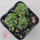 Crassula Dorothy