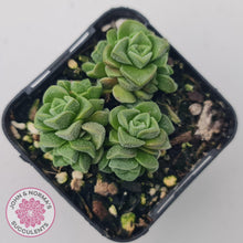 Load image into Gallery viewer, Crassula Dorothy - John &amp; Norma&#39;s Succulents
