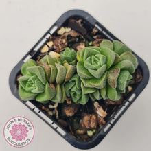 Load image into Gallery viewer, Crassula Dorothy - John &amp; Norma&#39;s Succulents
