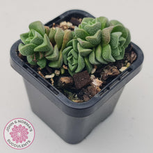 Load image into Gallery viewer, Crassula Dorothy - John &amp; Norma&#39;s Succulents
