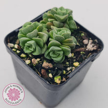 Load image into Gallery viewer, Crassula Dorothy - John &amp; Norma&#39;s Succulents
