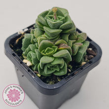 Load image into Gallery viewer, Crassula Dorothy - John &amp; Norma&#39;s Succulents
