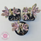 Graptopetalum Victor Kane