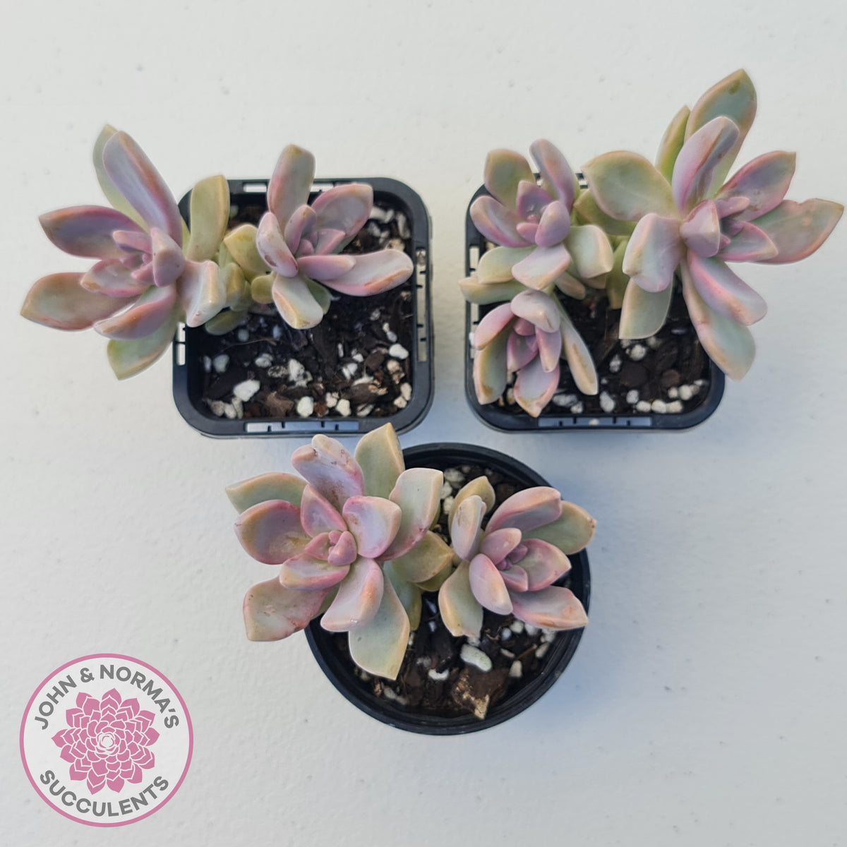 Graptopetalum Victor Kane