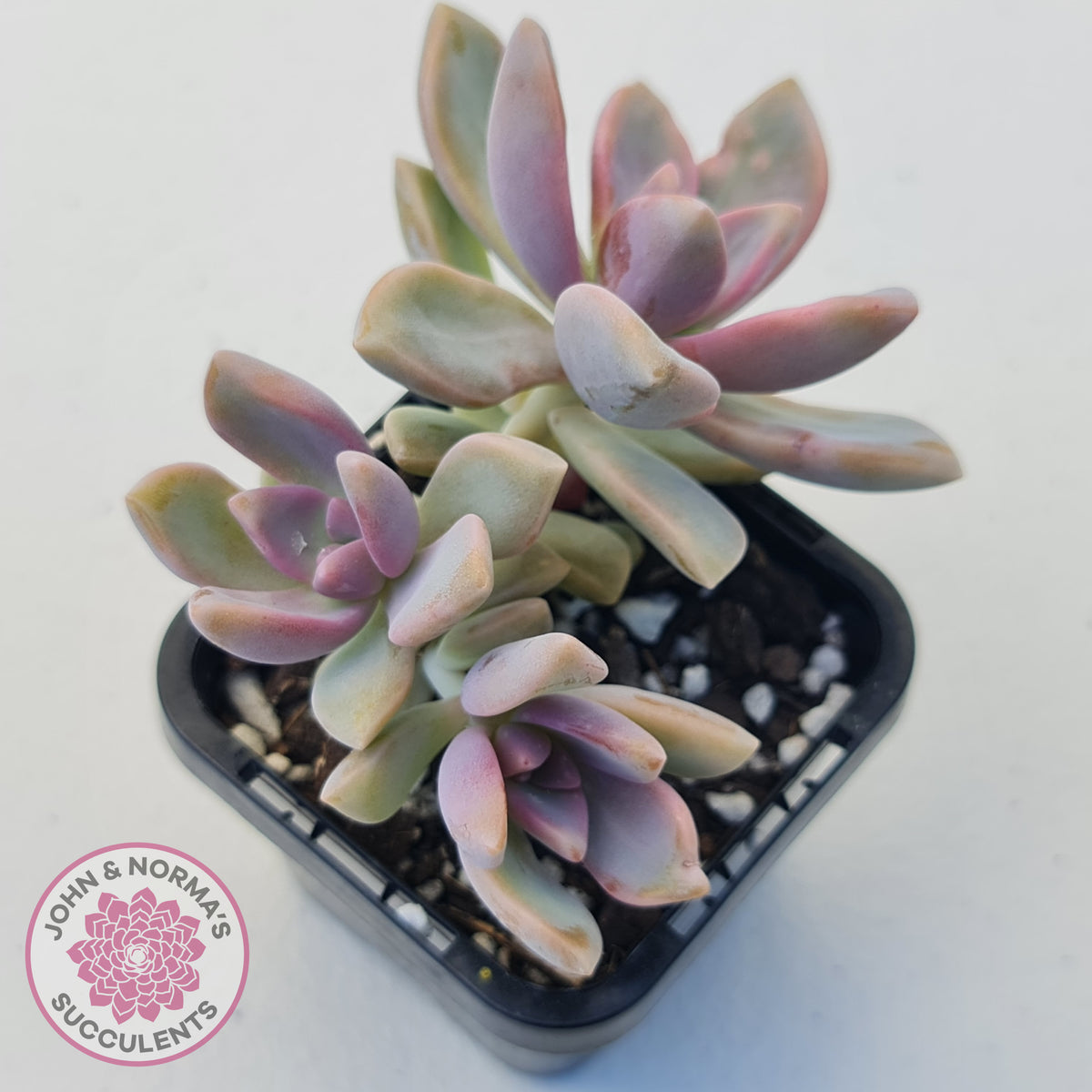 Graptopetalum Victor Kane