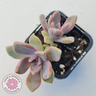 Graptopetalum Victor Kane