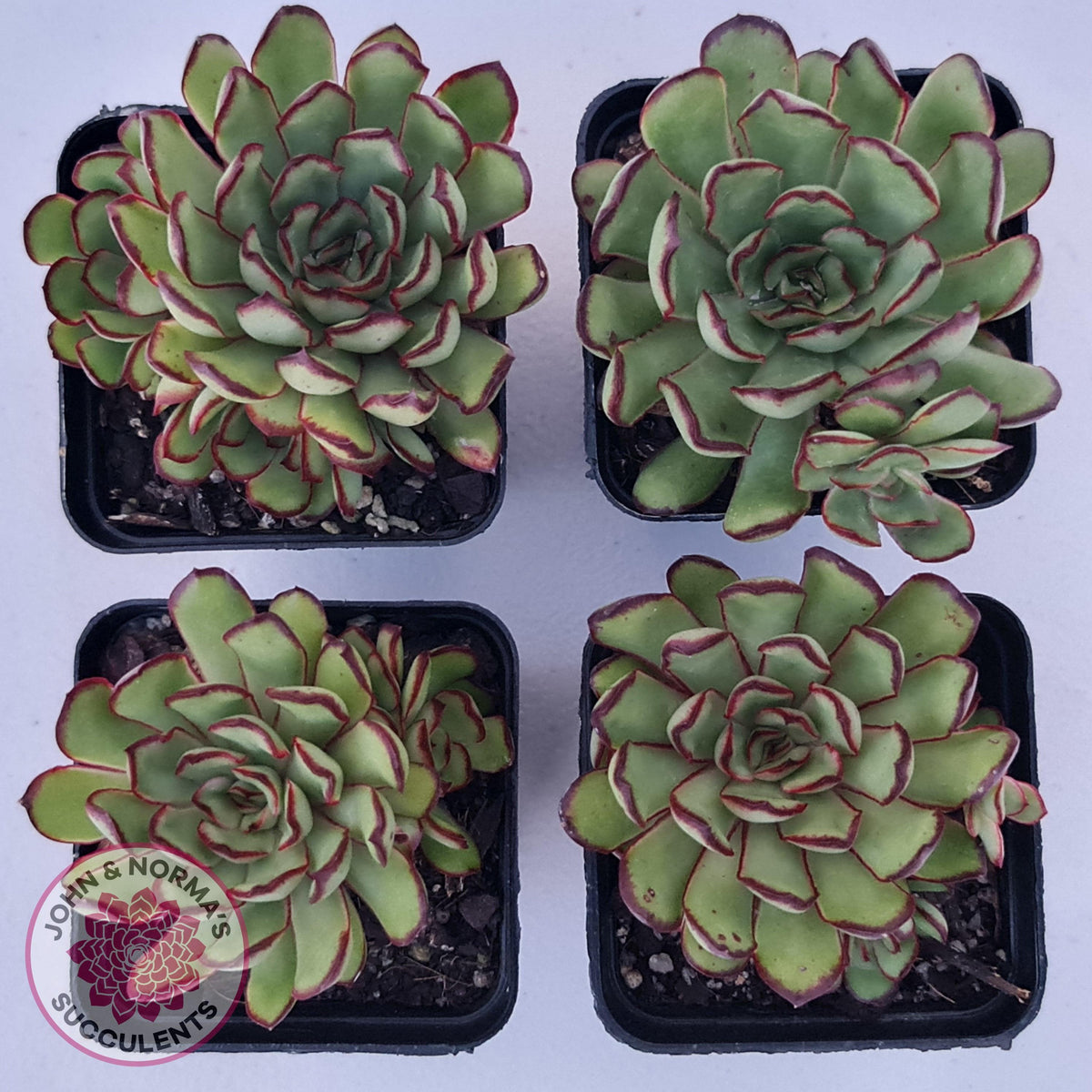 Echeveria 'Mexican Pulidonis'