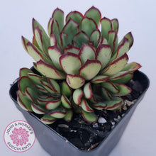 Load image into Gallery viewer, Echeveria &#39;Mexican Pulidonis&#39; - John &amp; Norma&#39;s Succulents Australia
