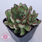 Echeveria 'Mexican Pulidonis'