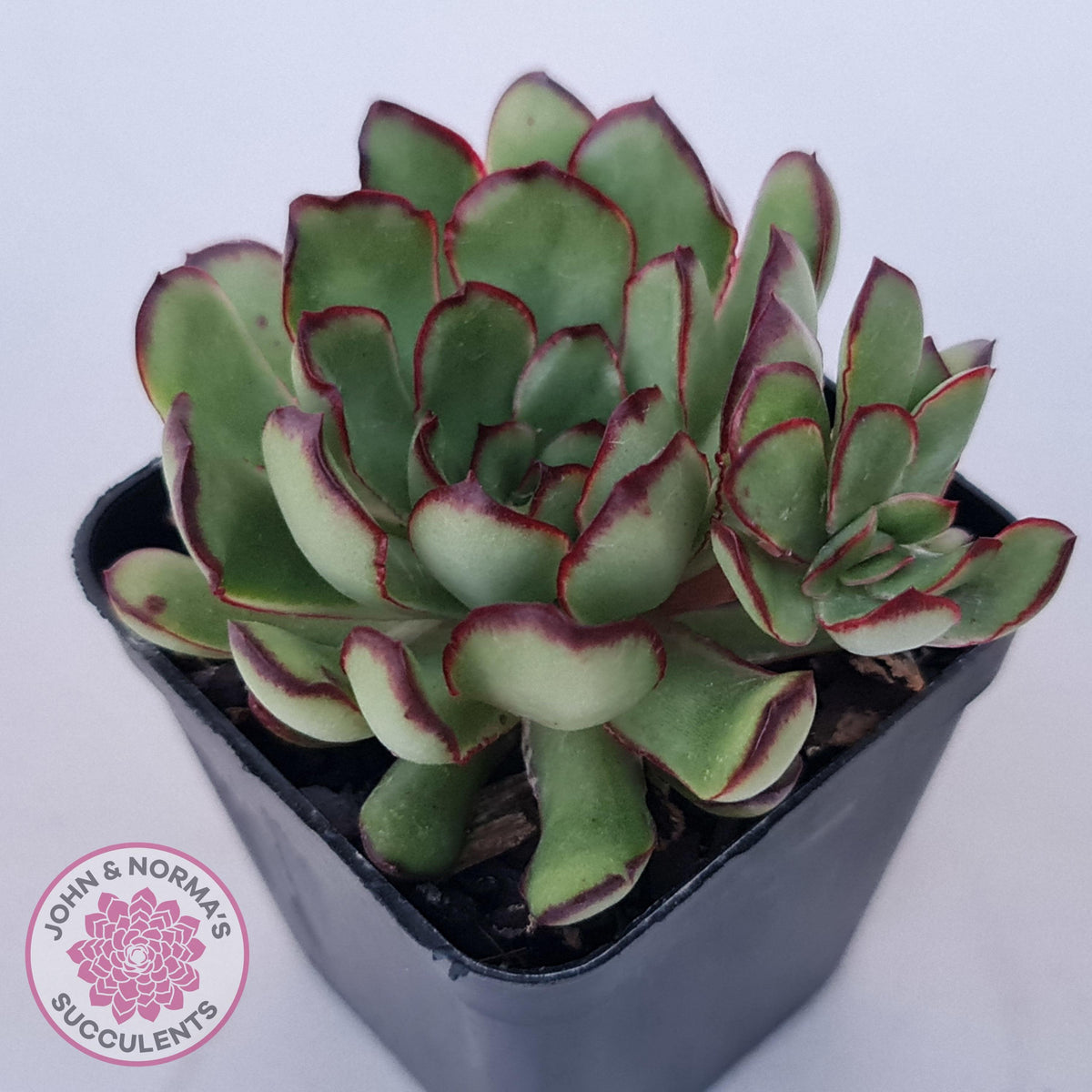 Echeveria 'Mexican Pulidonis'