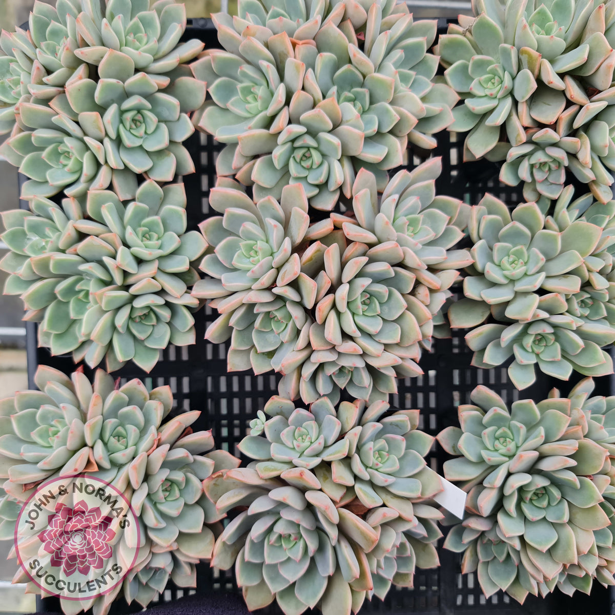 Graptoveria Marpin (Rose Queen)