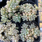 Graptopetalum mendozae