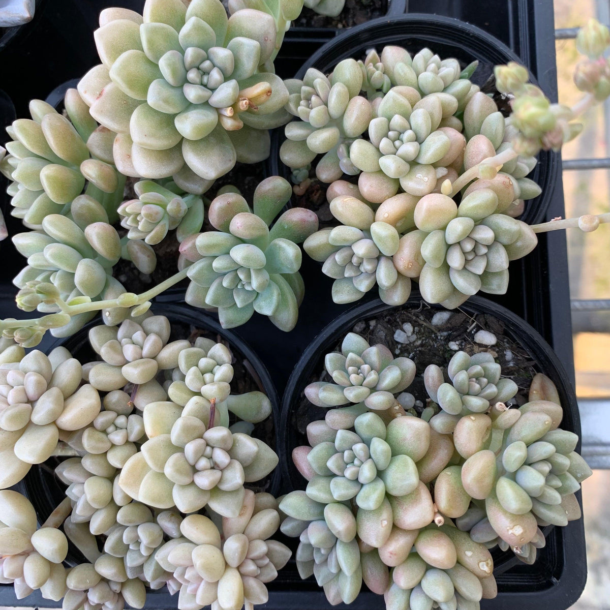 Graptopetalum mendozae