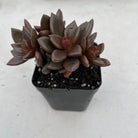 Lenopetalum Chocolate