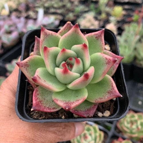 Echeveria Blue Dragon - John & Norma's Succulents