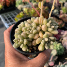 Graptopetalum mendozae