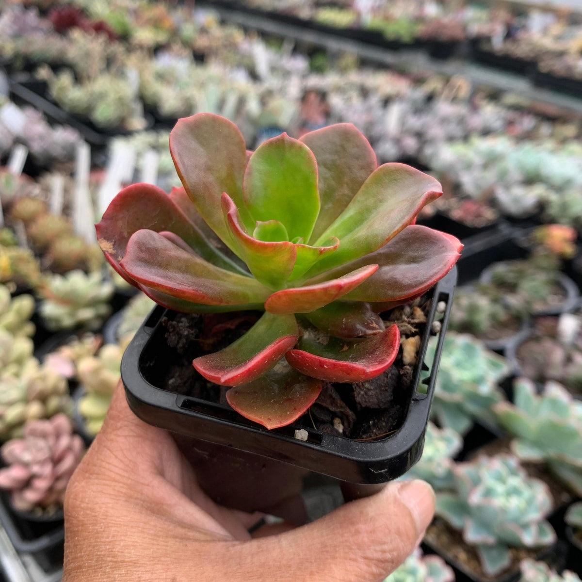 Echeveria multicaulis lipstick