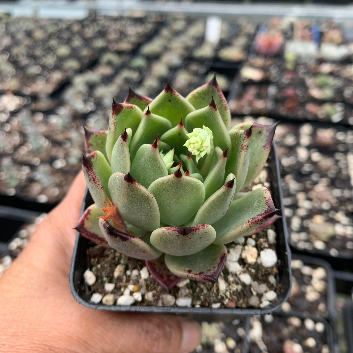 Echeveria 'Dark Night'