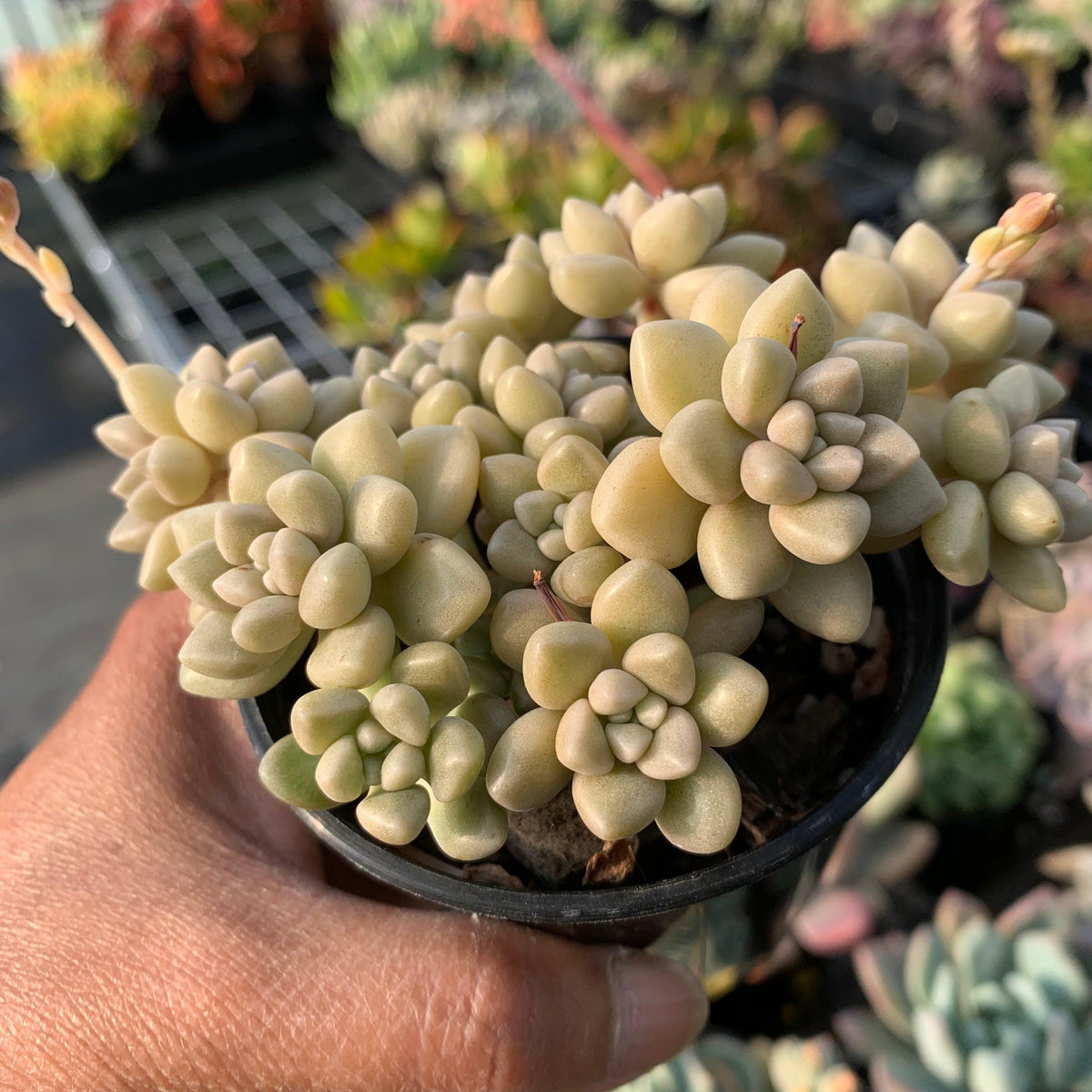 Graptopetalum mendozae