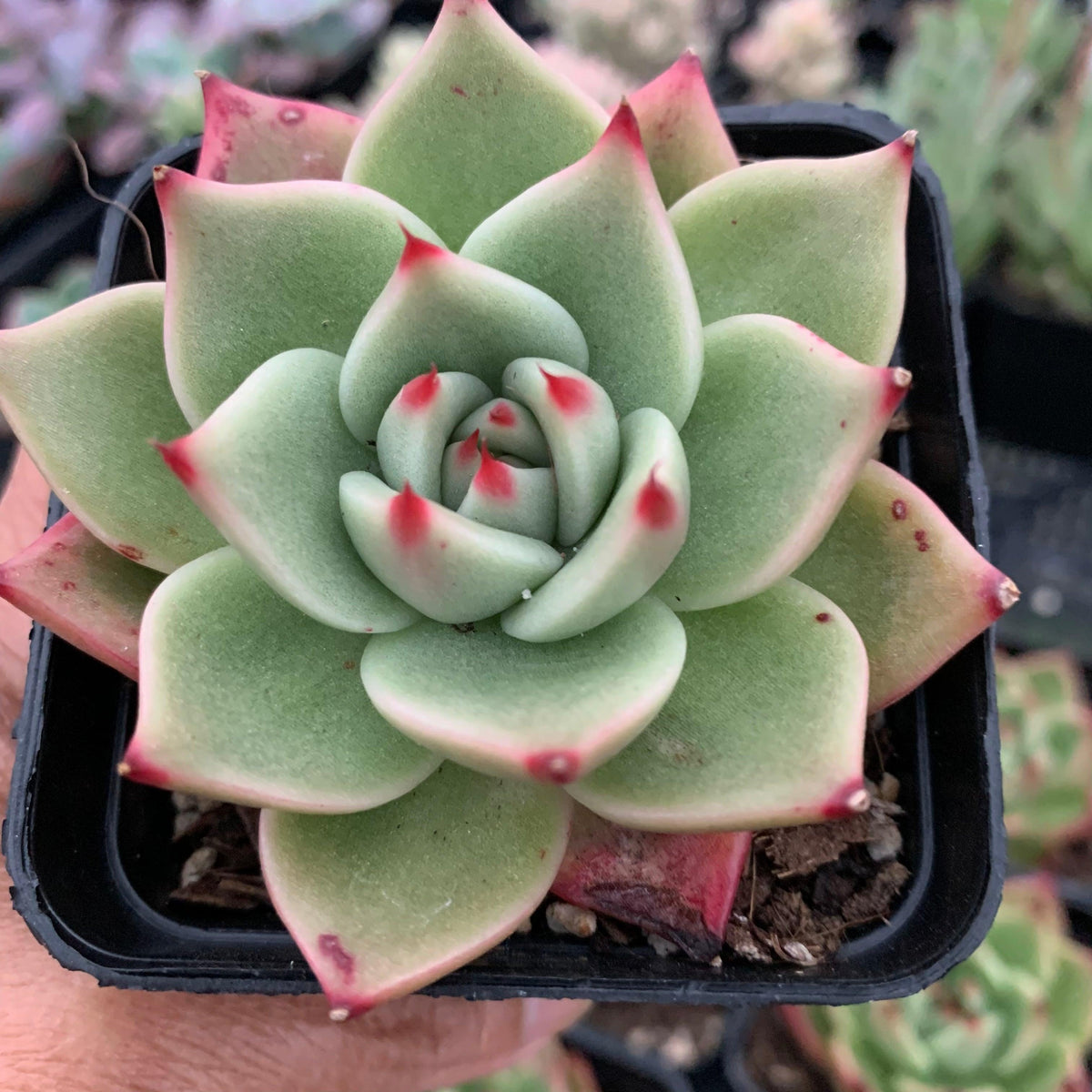Echeveria Blue Dragon
