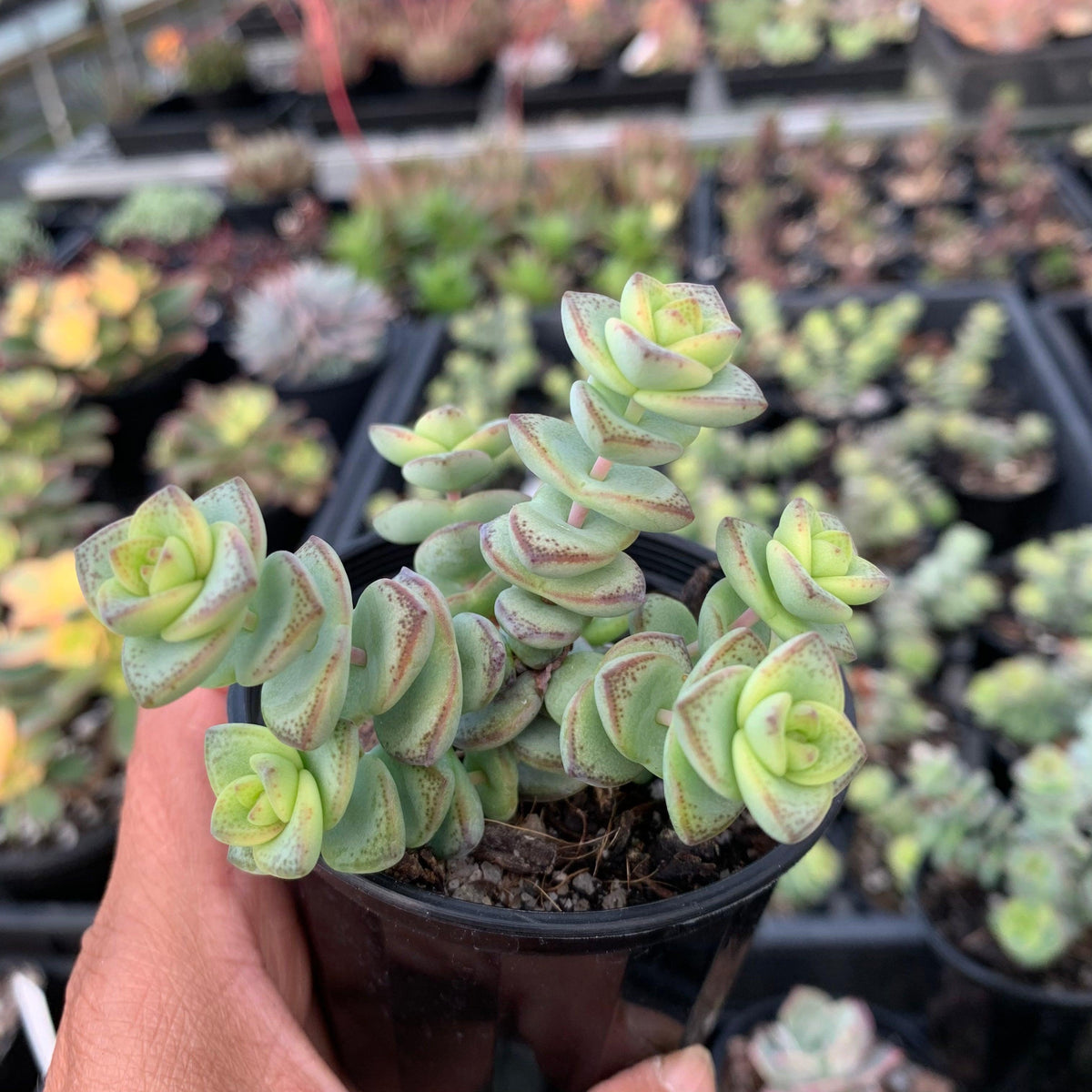Crassula perforata - mini weeping form