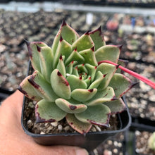 Load image into Gallery viewer, Echeveria Dark Night - New Korean Import - John &amp; Norma&#39;s Succulents
