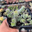 Crassula perforata - mini weeping form